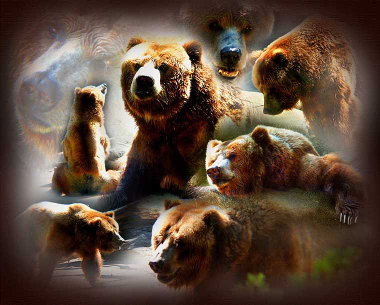 grizzly bear montage